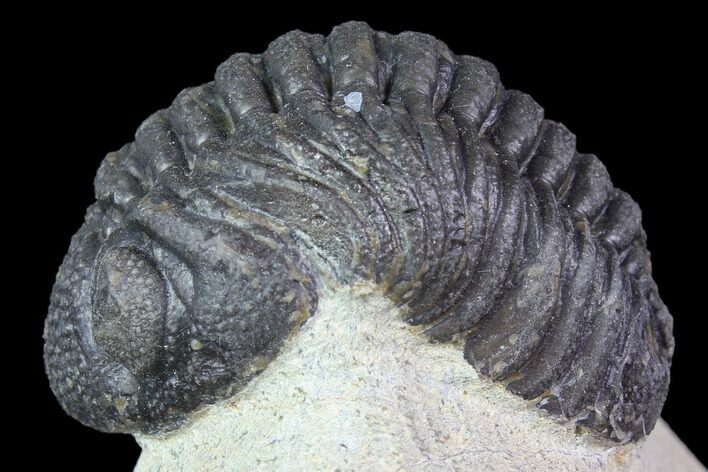 Bargain, Morocops Trilobite - Visible Eye Facets #119620